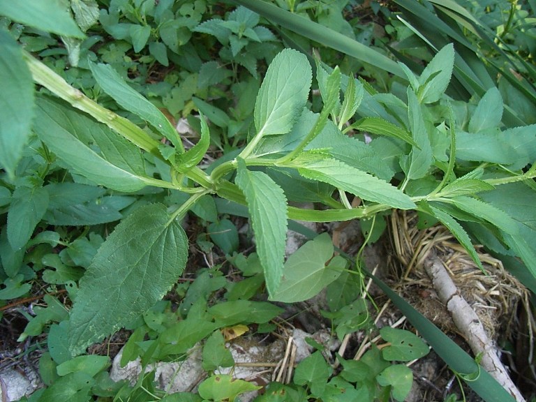 Scrophularia umbrosa